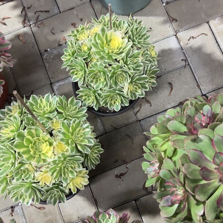 彼****伊丽莎白多肉植物花了