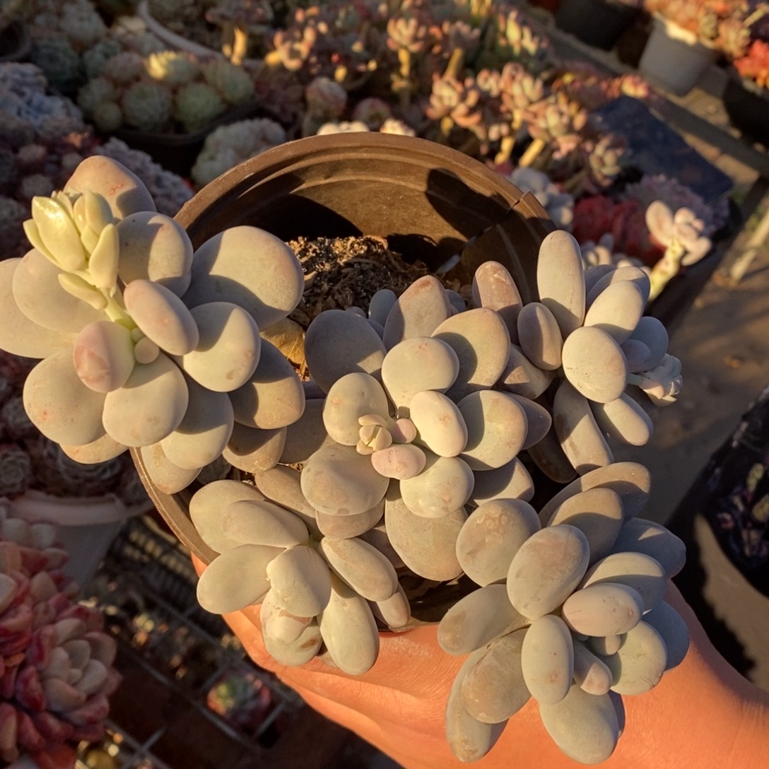 奶酪整桩整群，160杯