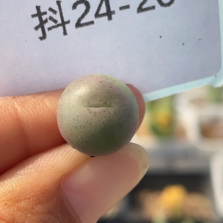 24-26大g多肉植物