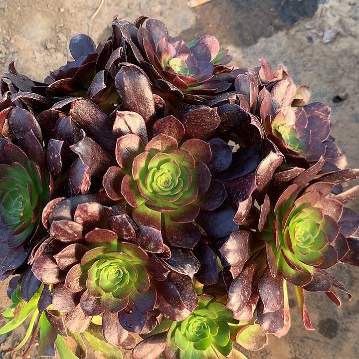 多肉植物黑膜23号