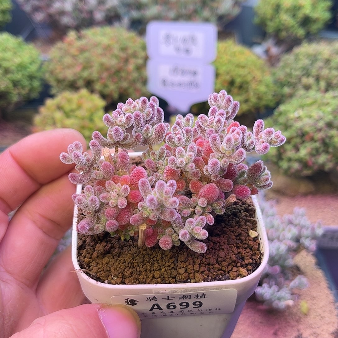 699优选冰晶枝干多肉