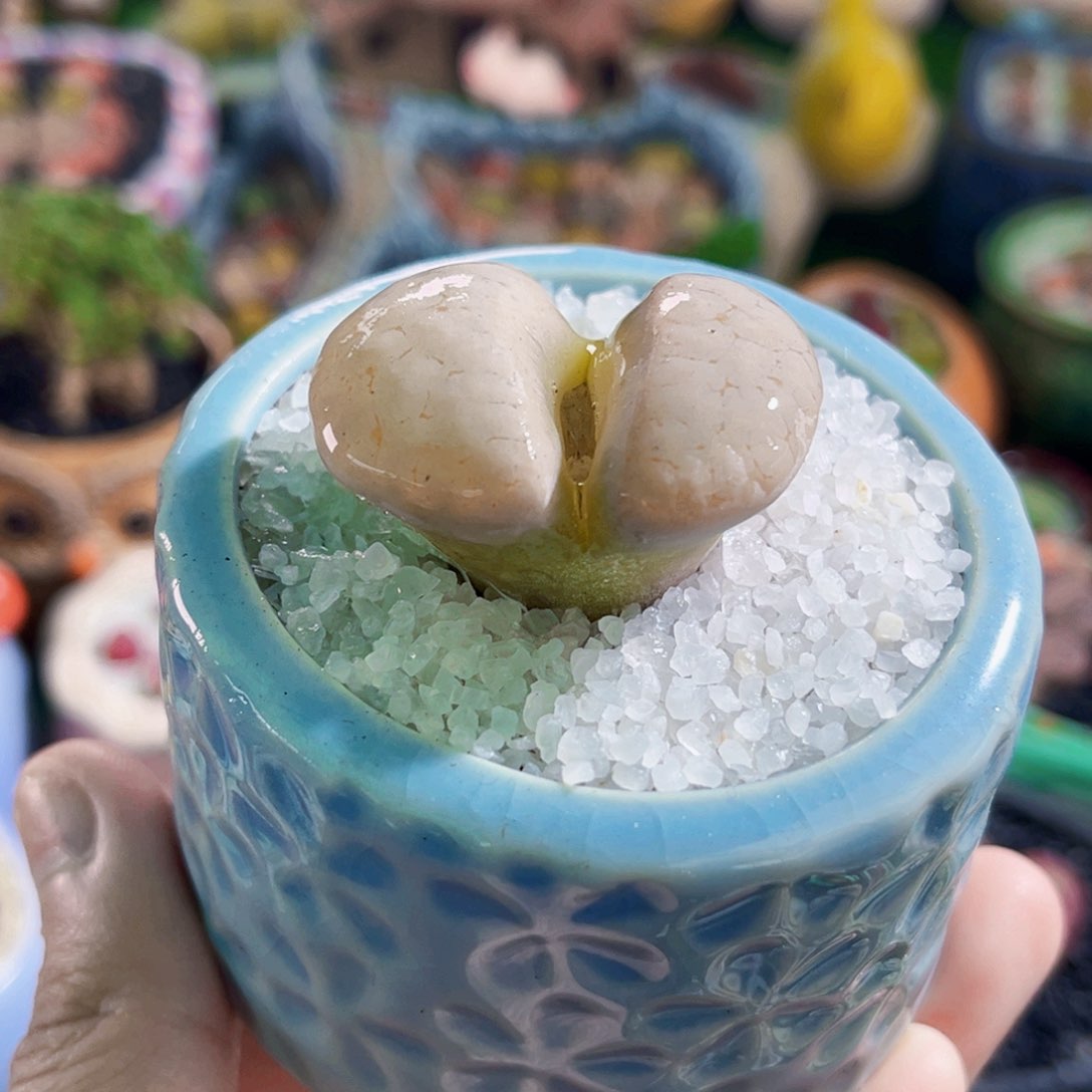 06生石花大白3.2cm连盆带土全场包邮