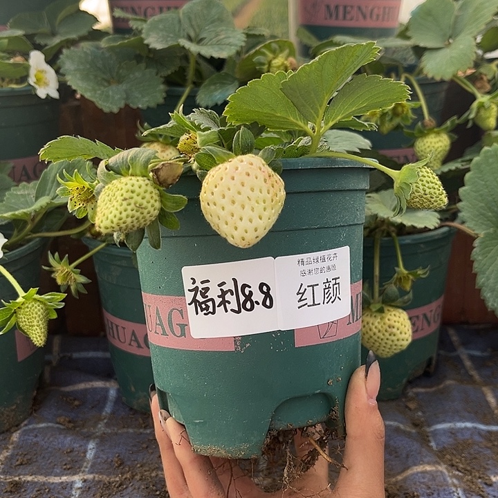 以实际为准加仑盆原盆原土