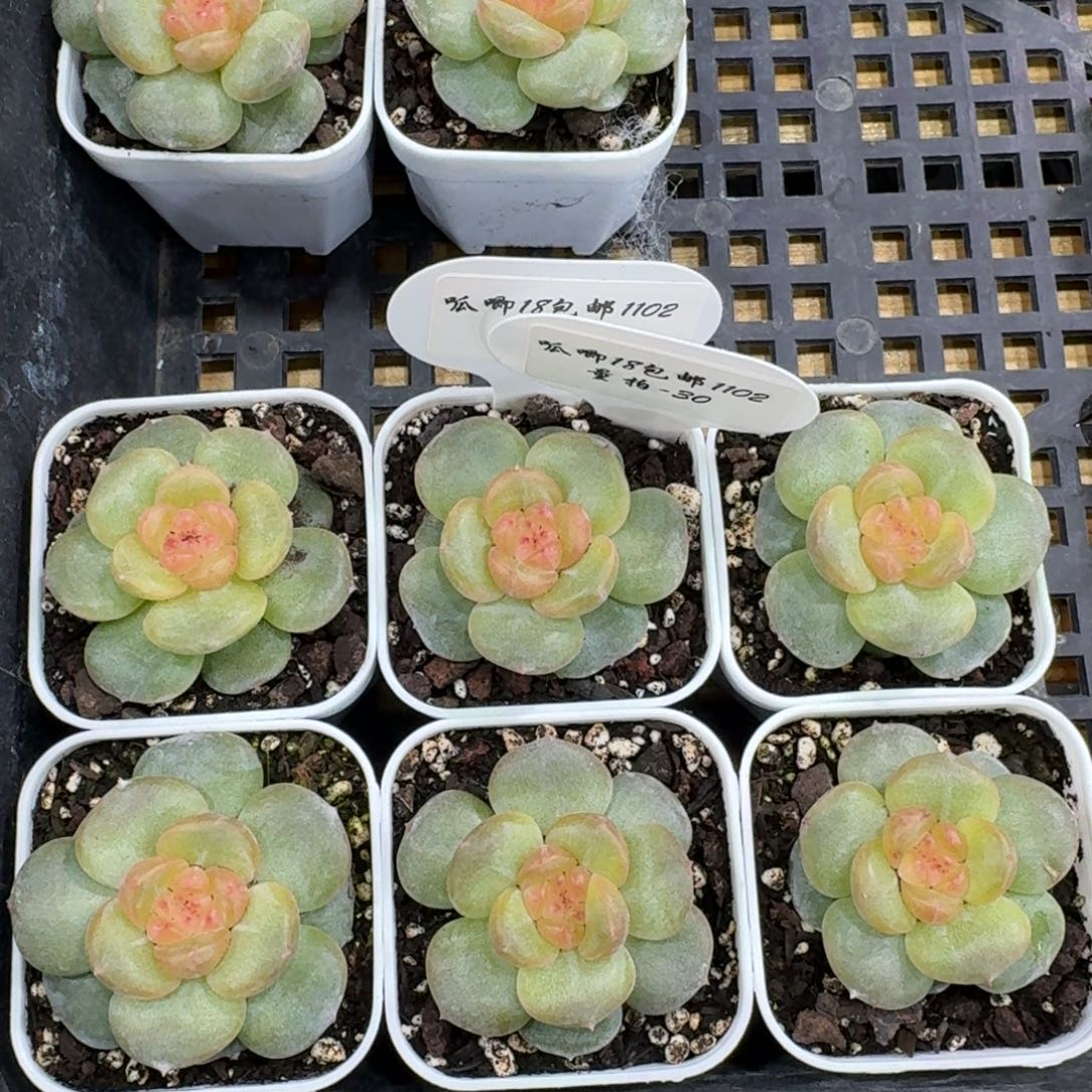 1102-30-姜饼单头量拍