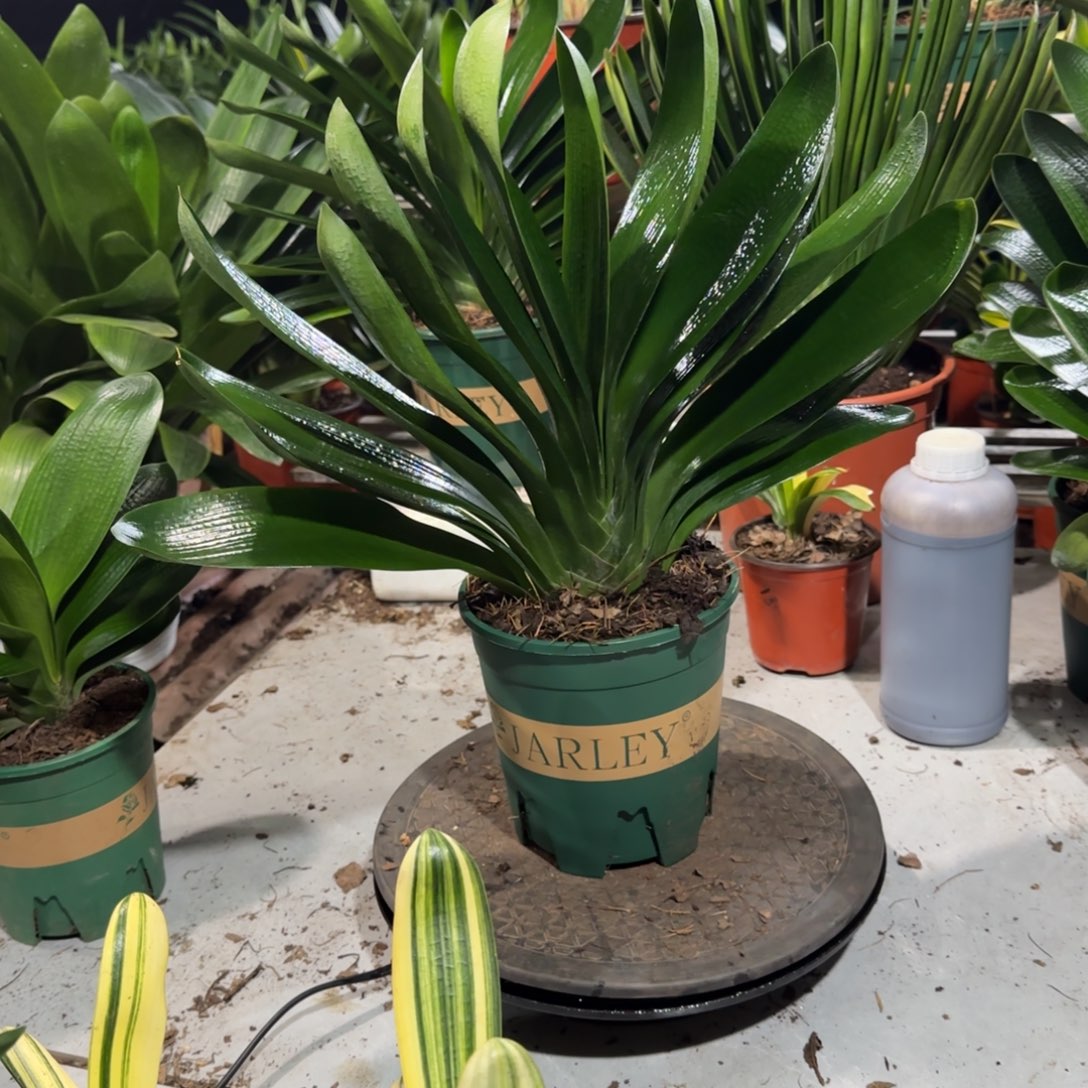 完全开放一物一拍