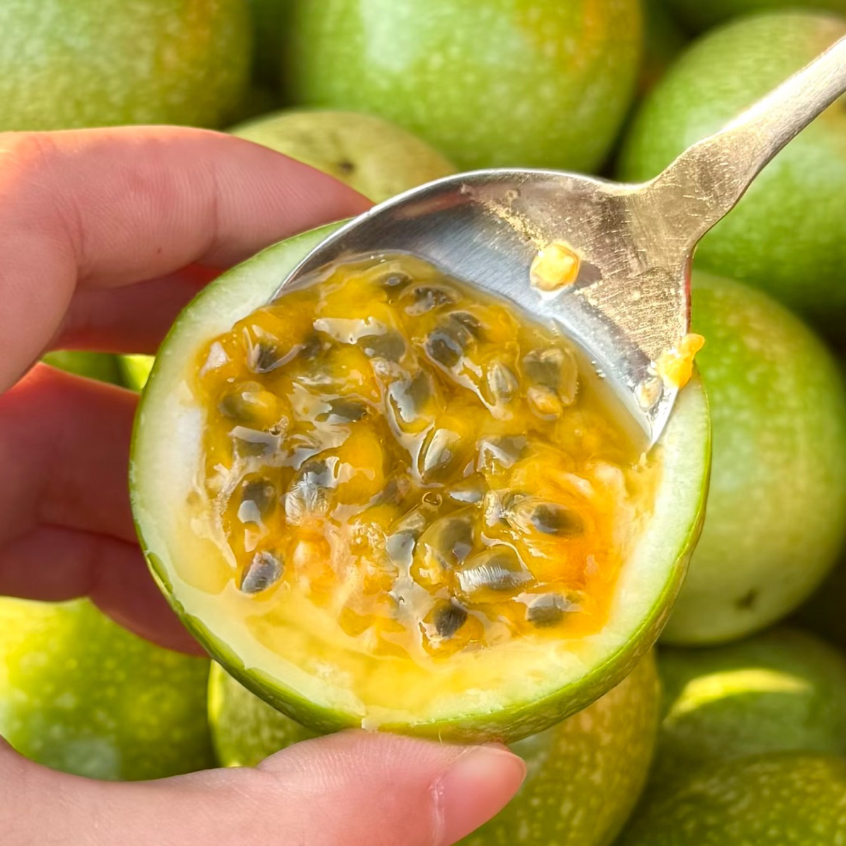 云南高原钦蜜9号百香果新鲜采摘纯甜无酸送开果器