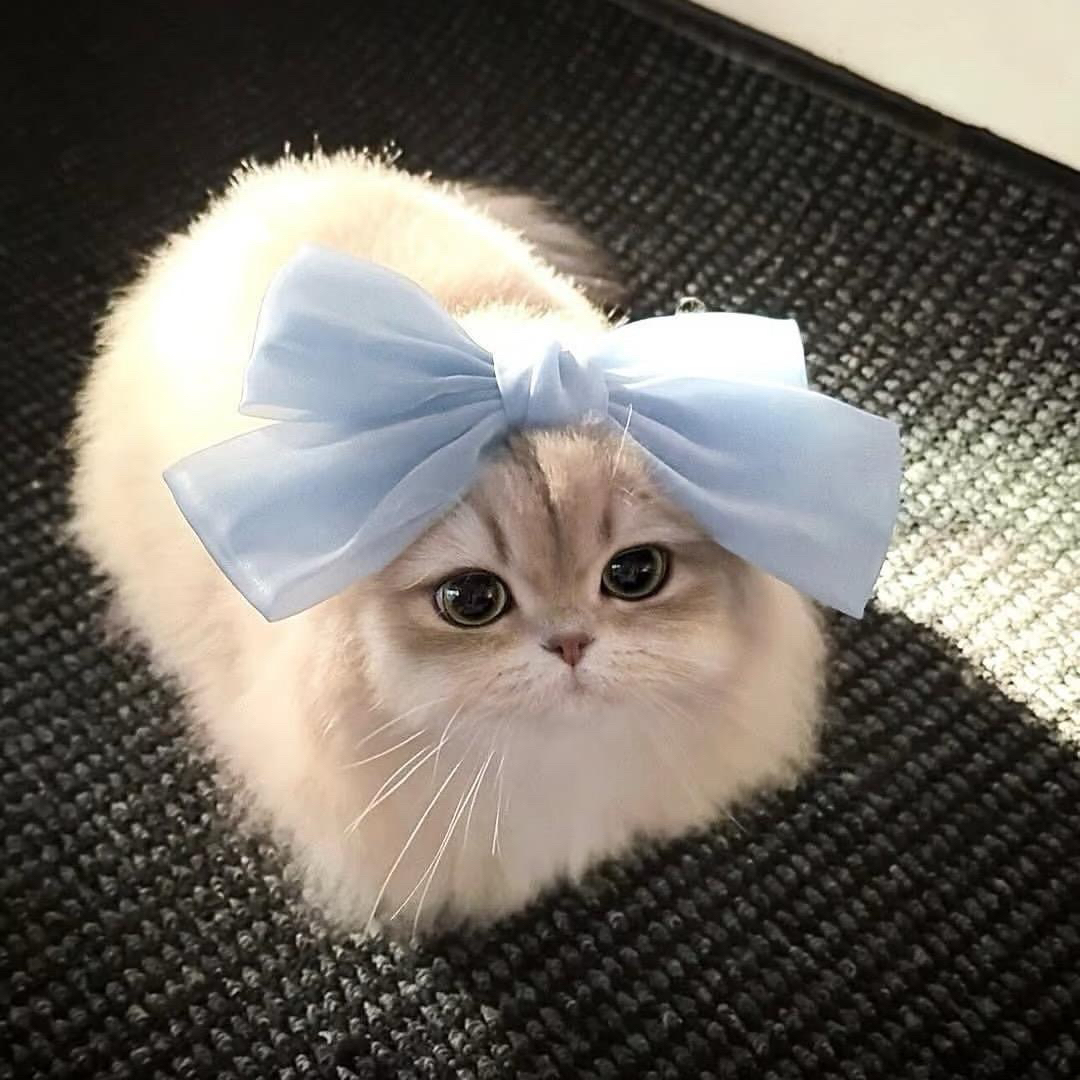 【承包你的少女心】发饰-8✈️