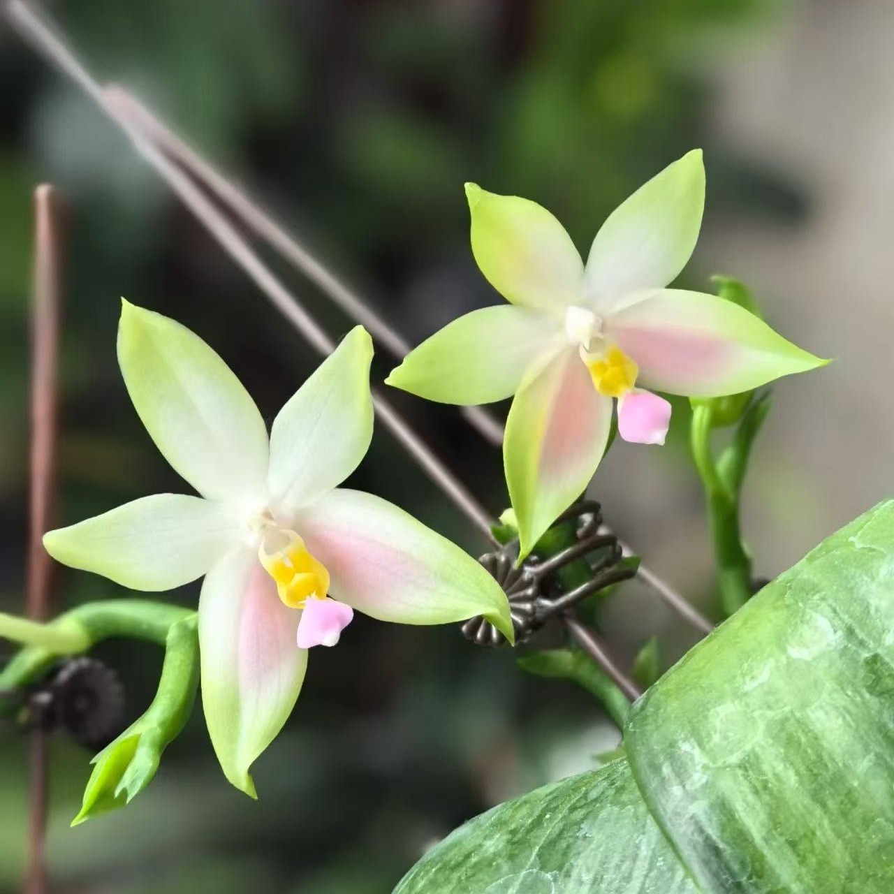 粉色贝丽娜 （开花株）3.5寸