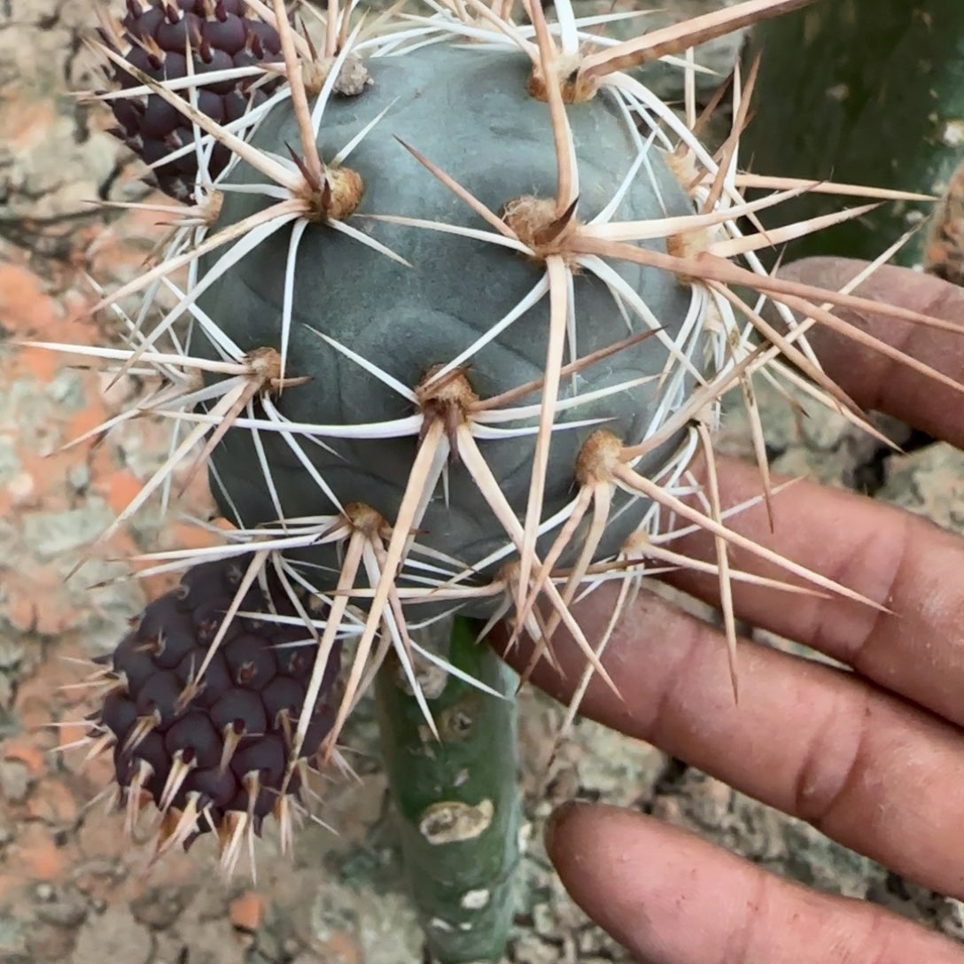【闪购商品】无花朵螺旋纹水牛角金刺506