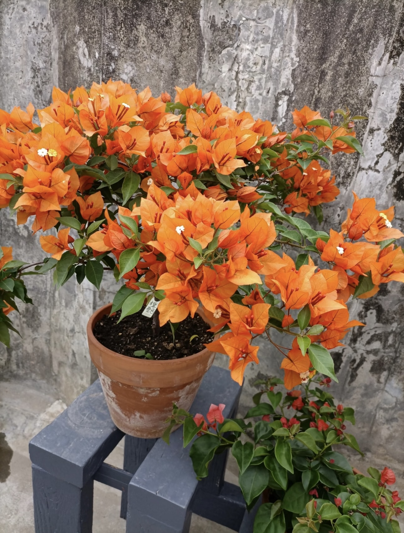 【橙桑巴】三角梅绿植花卉四季开花好养