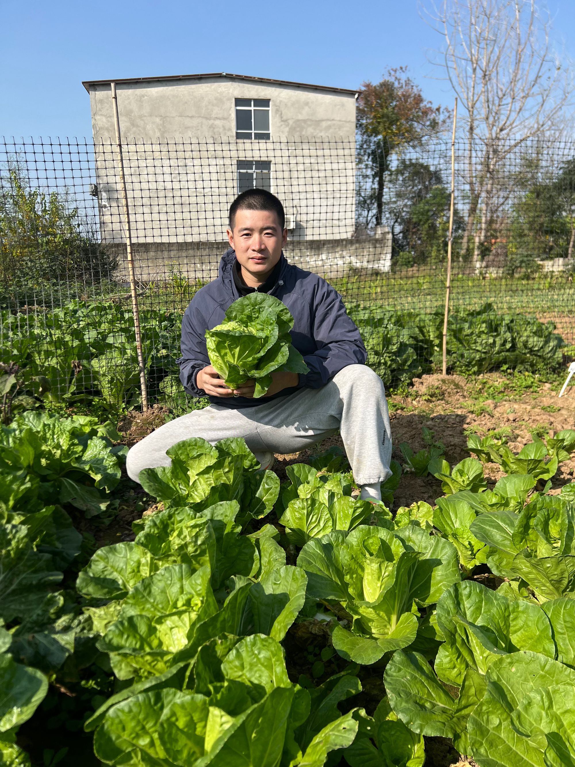 季奶油小白菜小菜园种植