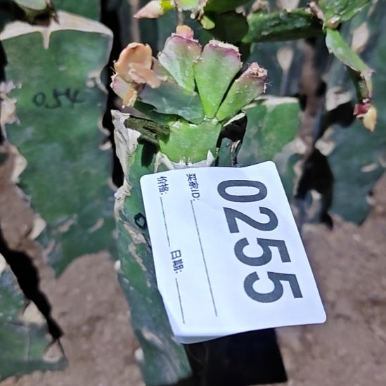 053红重嫁接零度之上255