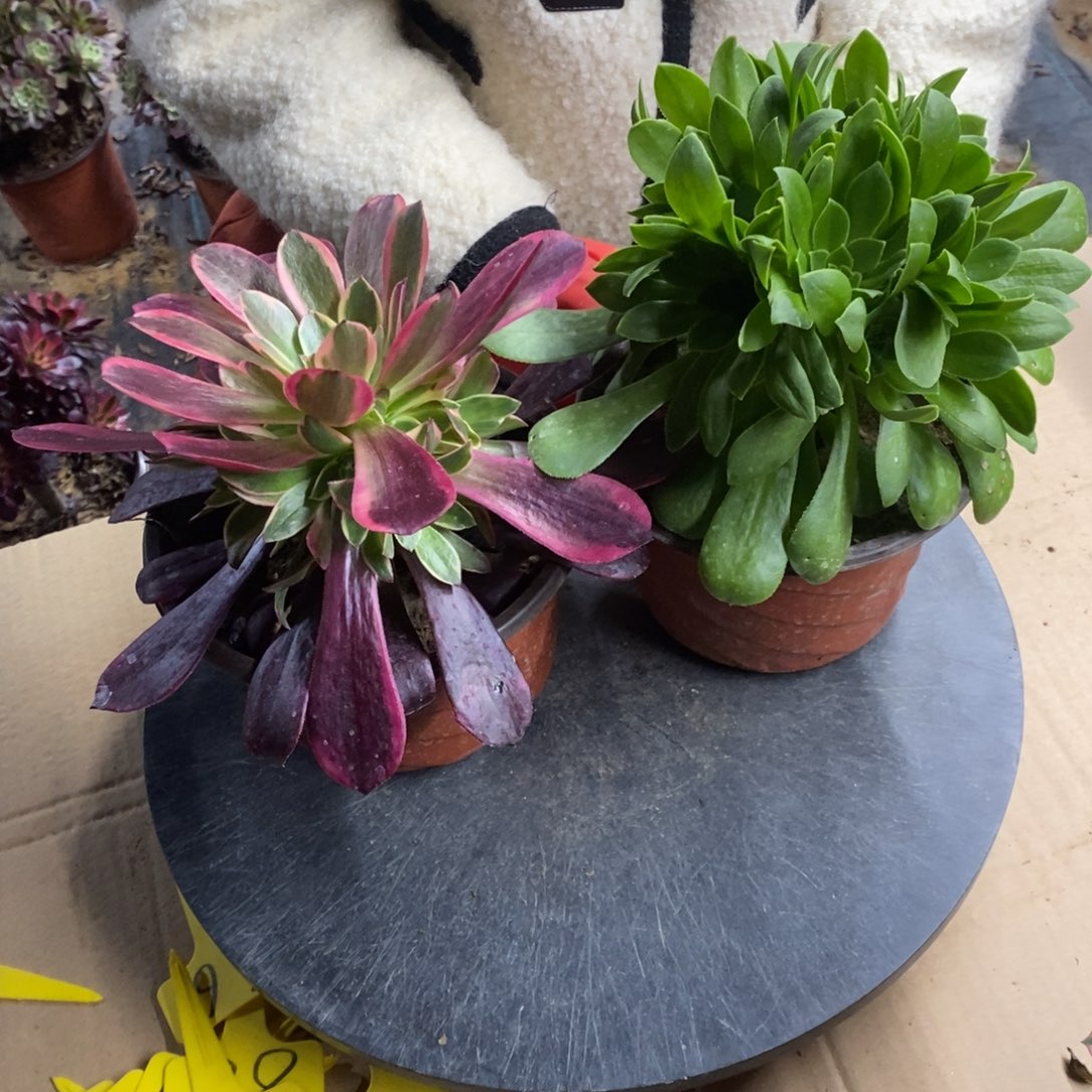 红陶金丝雀和绿玫瑰一组