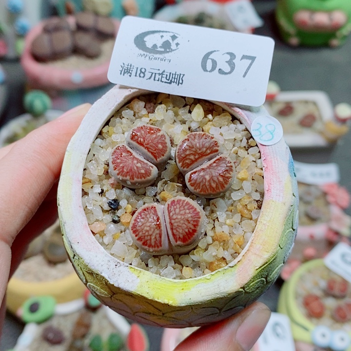 生石花花花花花花637