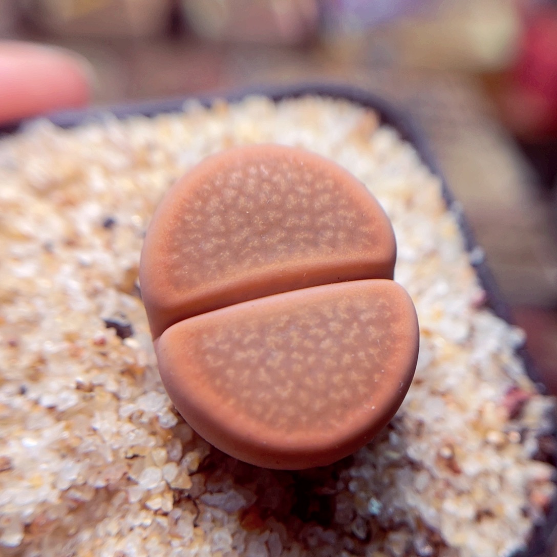 243号带盆包邮发货