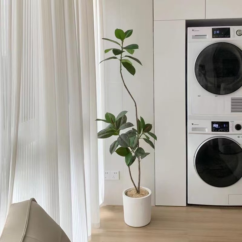 绿植橡皮树室内客厅绿金刚绿植轻奢大型落地盆栽