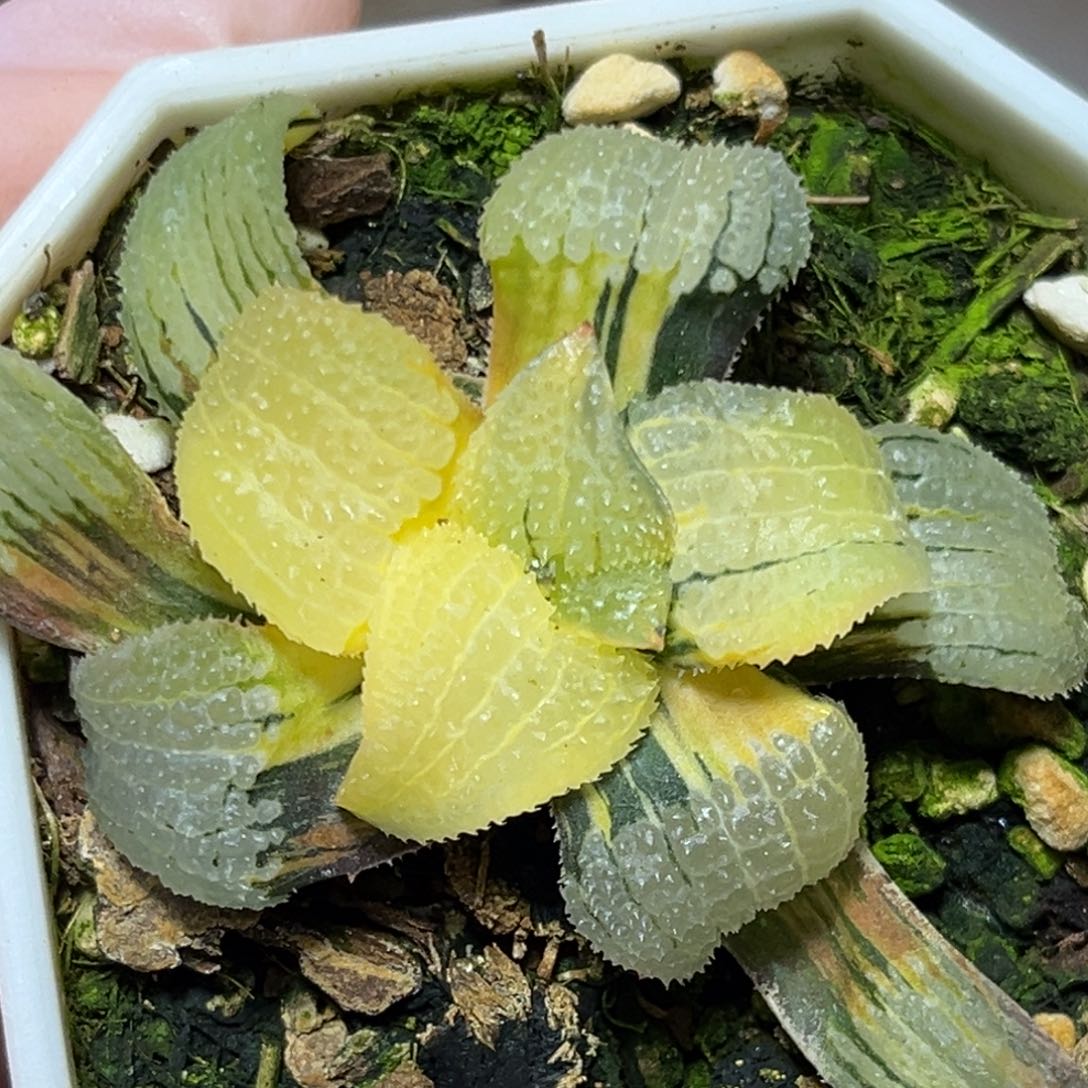 M****恭喜发财大吉大利0331