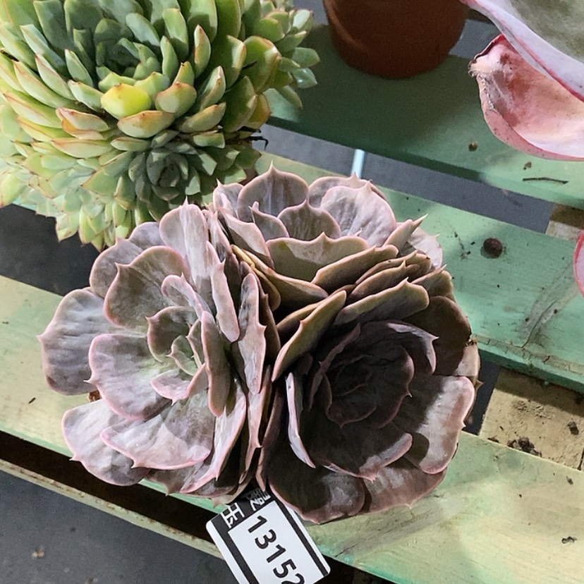 【闪购商品】漫威石化13152
