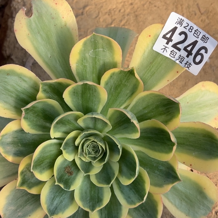 香炉盘白锦多肉植物