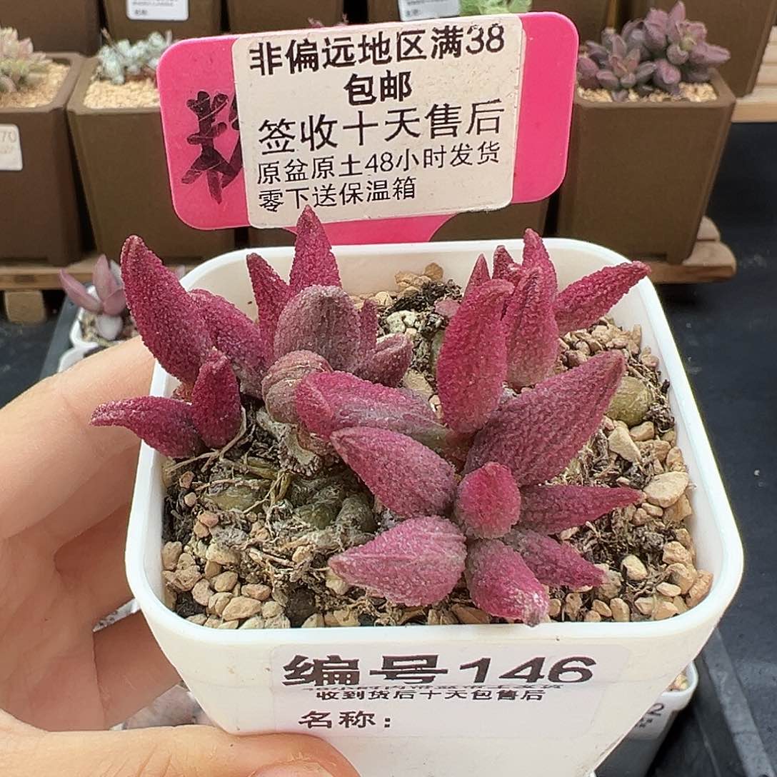 146猪尾巴多肉植物