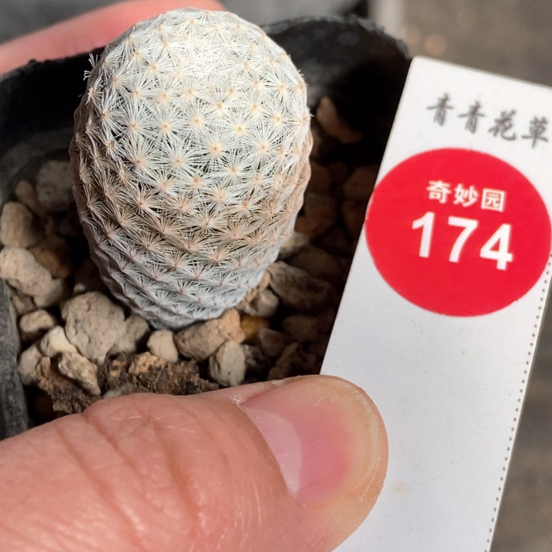 实生白鸟2.4cm一棵仙人球