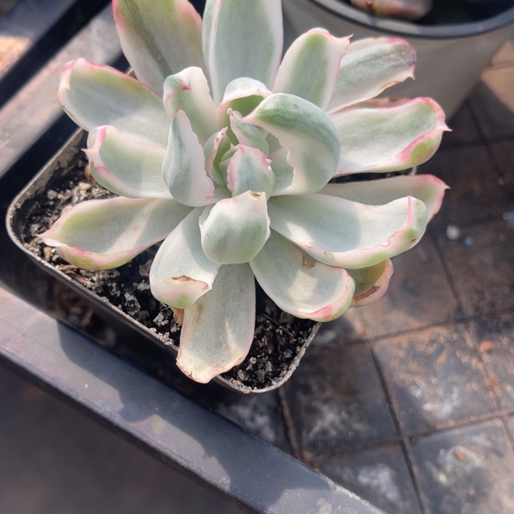 秋可园艺 伯克利锦