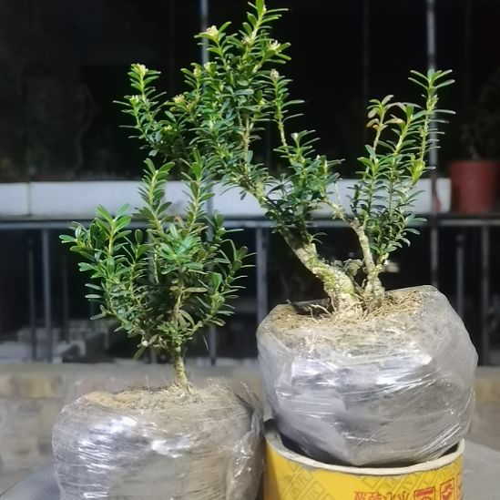 右***际无花朵贵州米叶黄杨