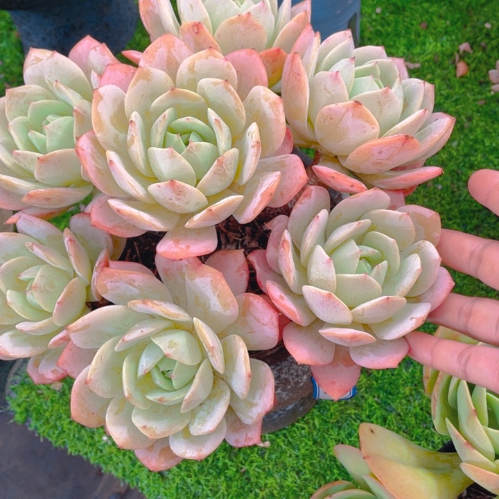 谢谢你的支持000000104