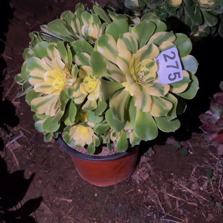 275辛尼亚多肉植物不售后