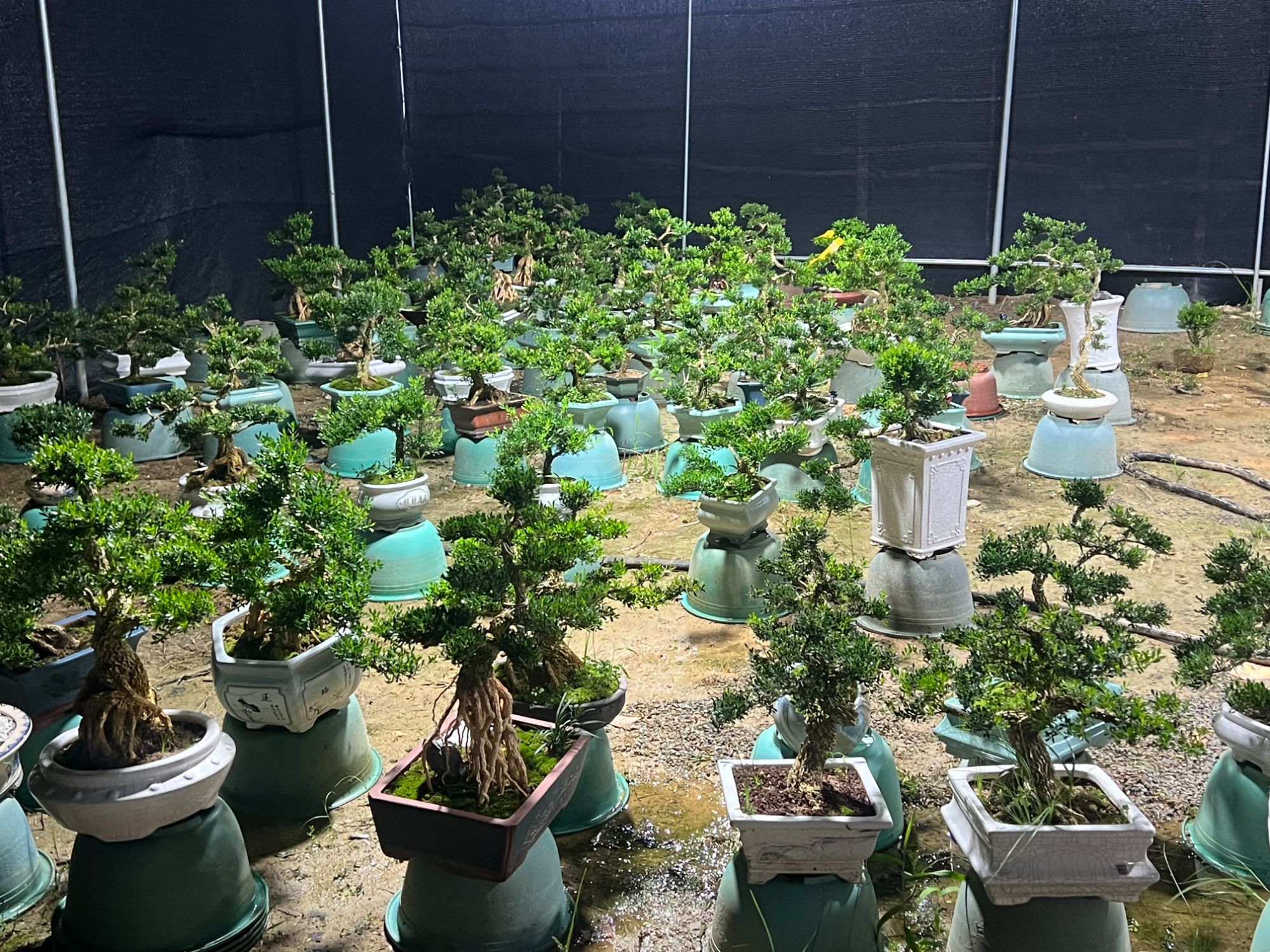 【雀舌黄杨盆景】直播间一物一拍，找对应价格拍（80-1000）