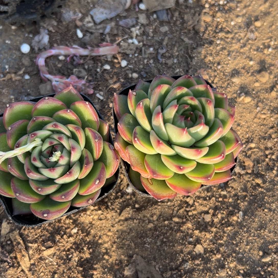 多肉植物多肉植物