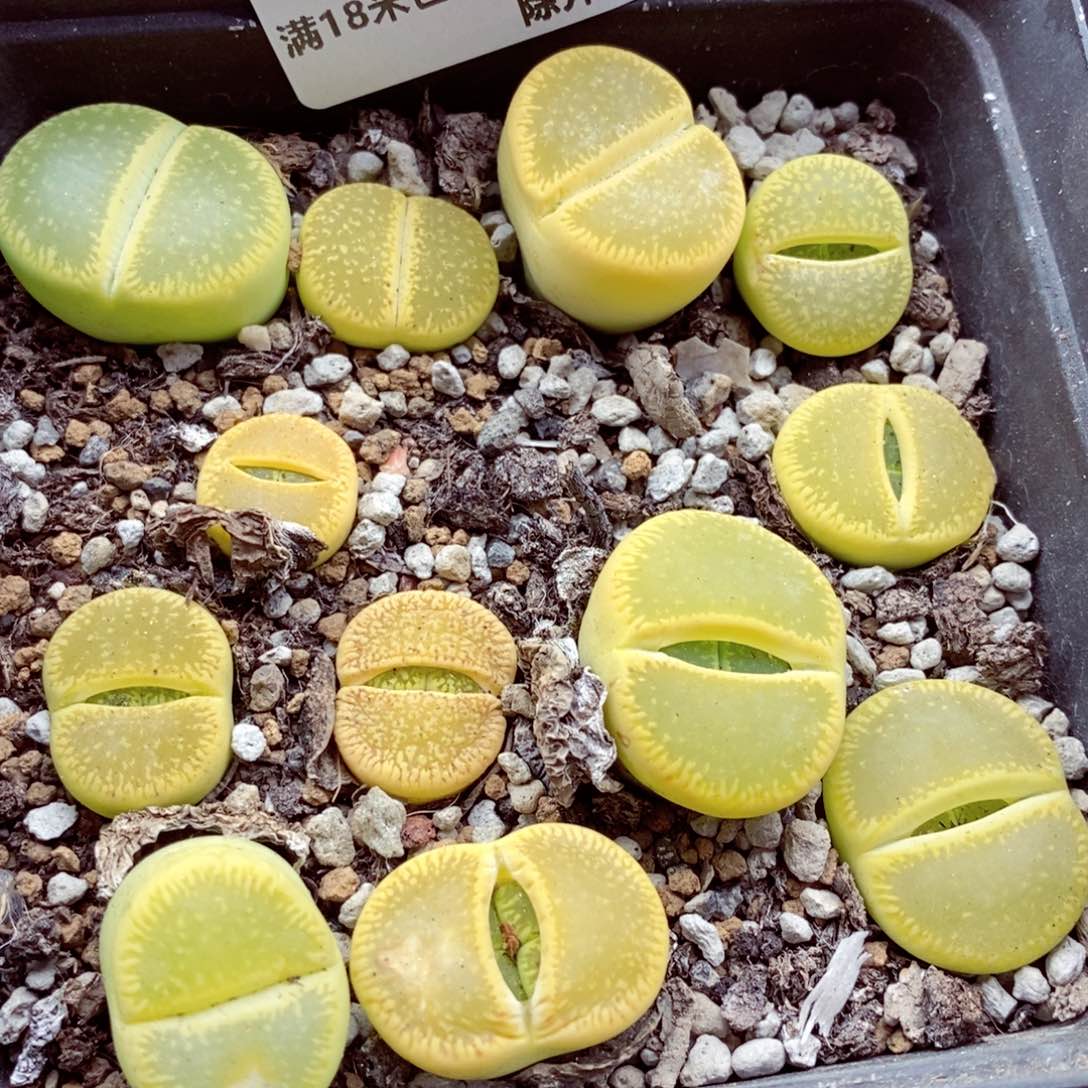 我的小姐姐们都是760