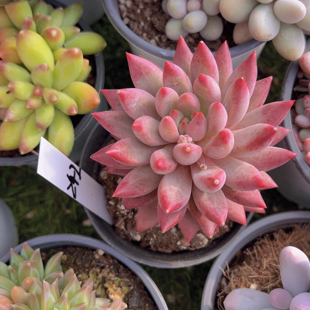 香玉的故事是一个人的