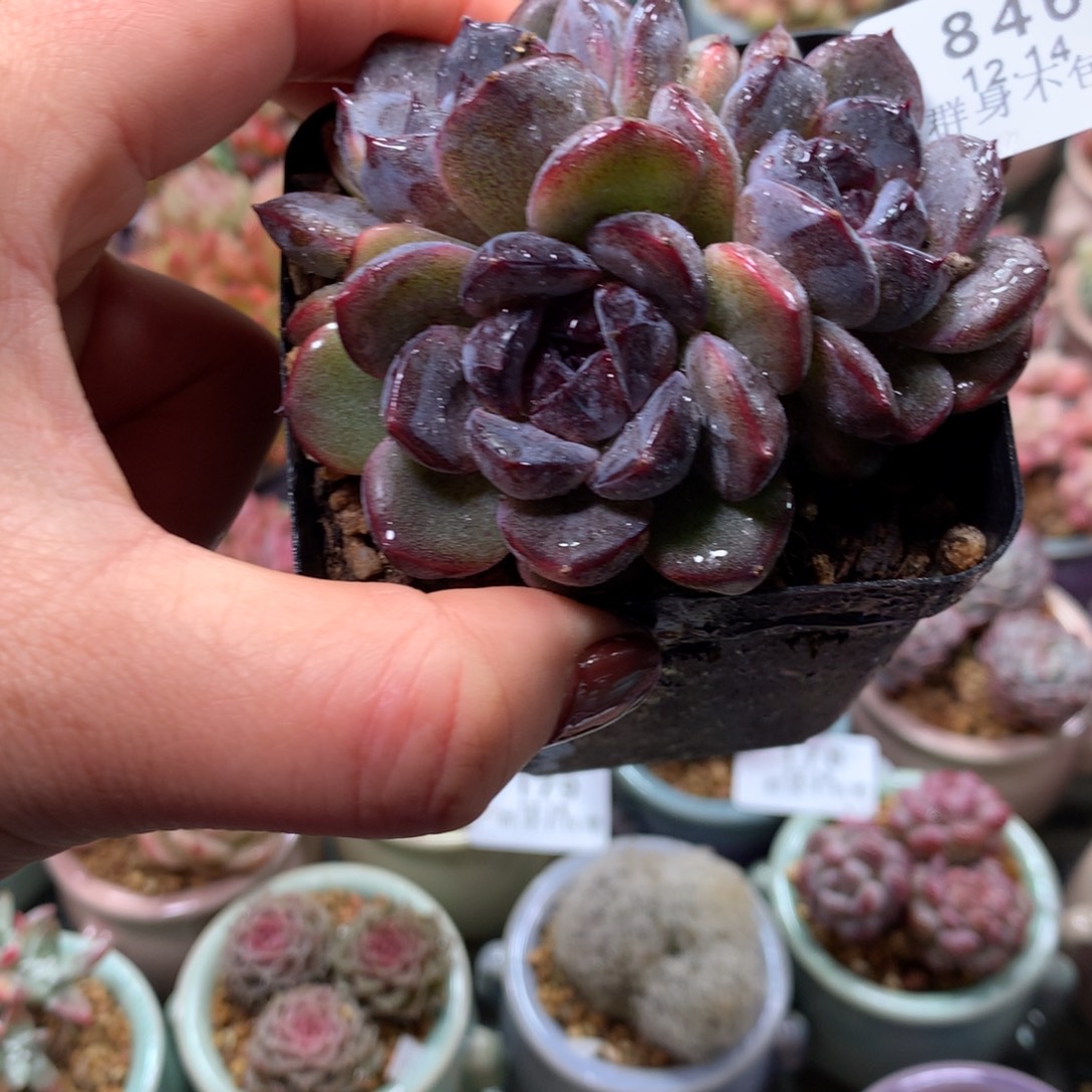 精控拇指盆12.14846