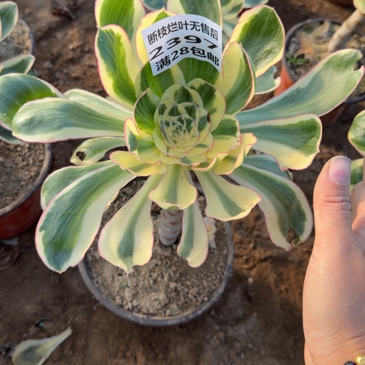 2397二号棚燕姿多肉C