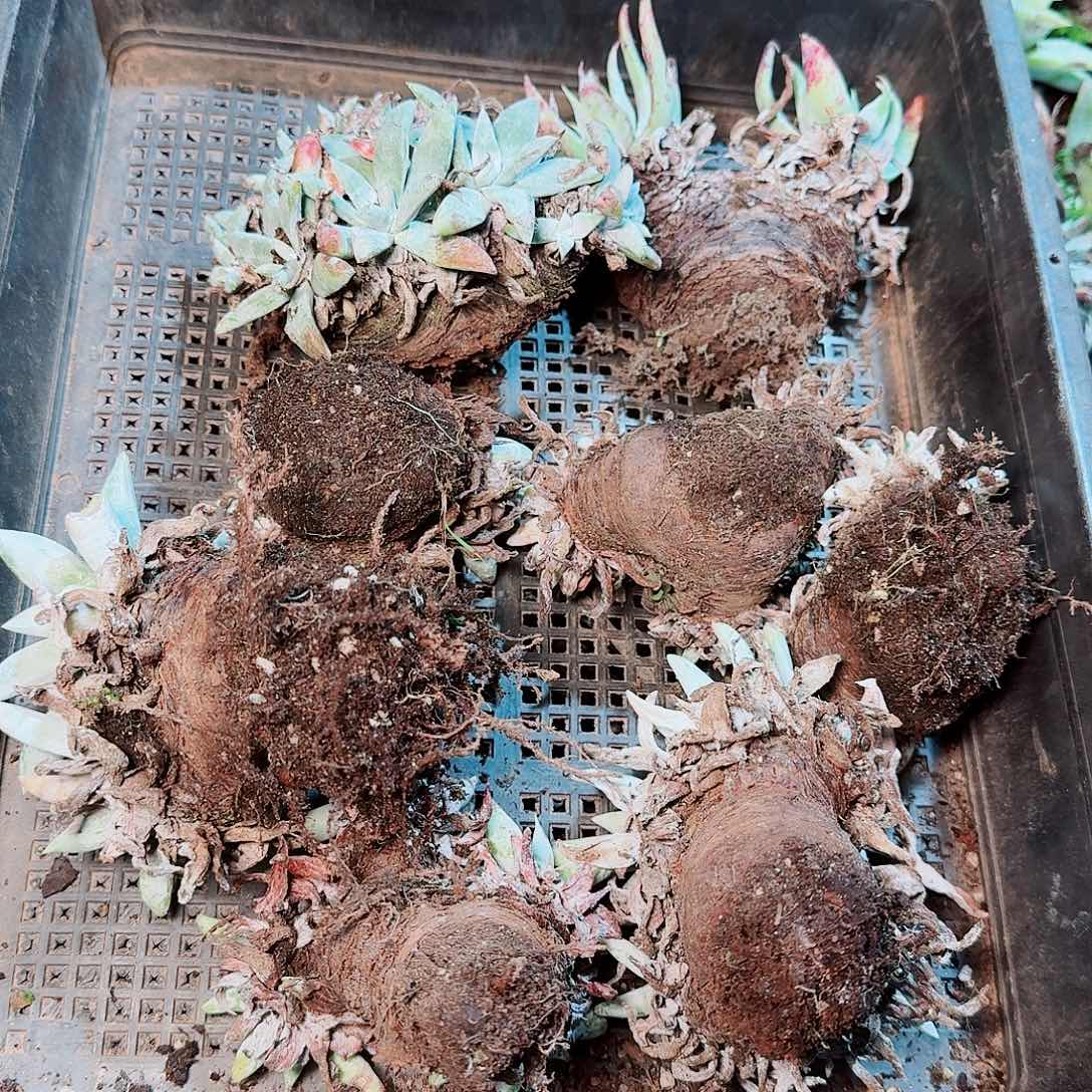 9169瑕疵框拍不售后
