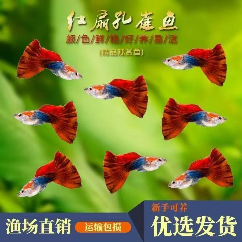 【巴西红扇】孔雀鱼可繁殖种鱼成鱼胎生鱼观赏鱼孵化器热带鱼