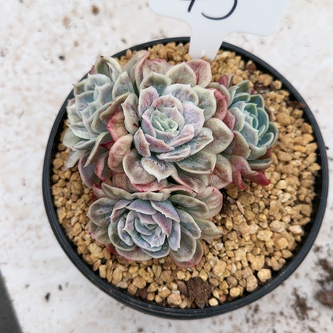 45号          140 肉