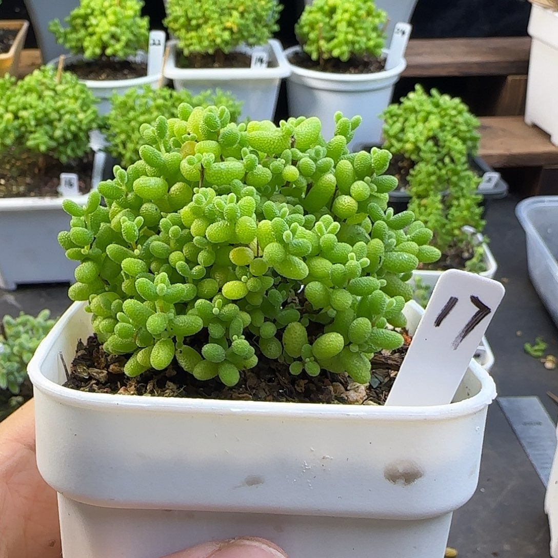 蜜橘糖球一物一拍