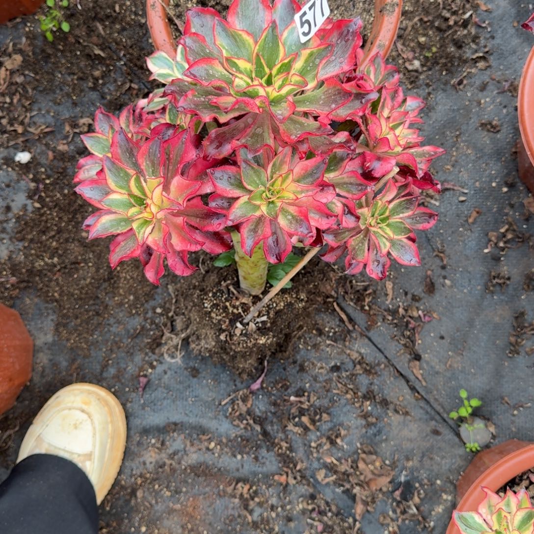 云***p577多肉植物魅影多肉