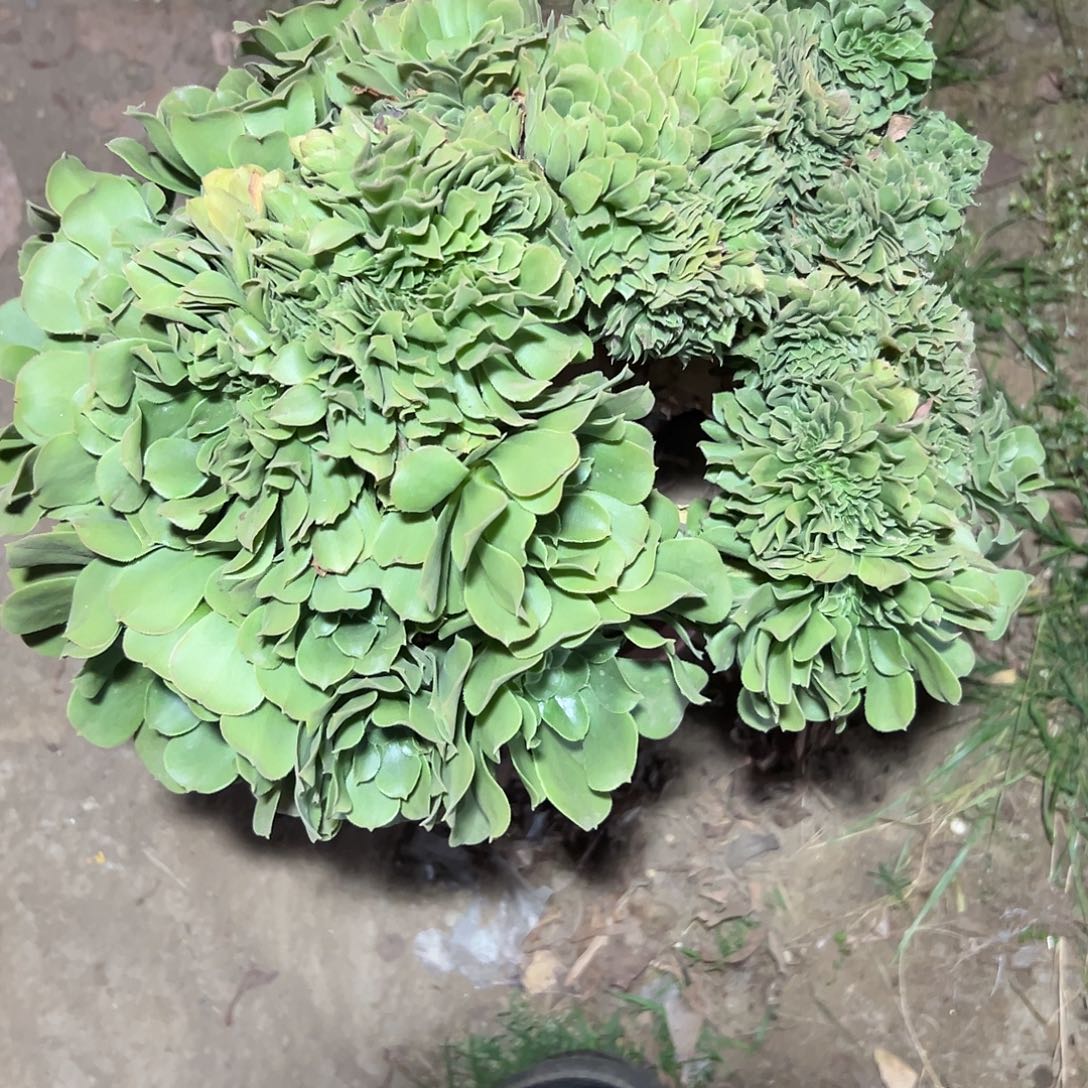 多肉47植物绿羊绒缀花