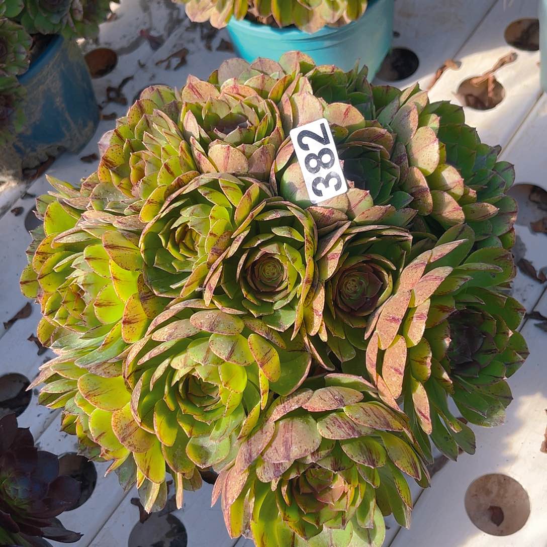 法师法师3/——32包邮法师