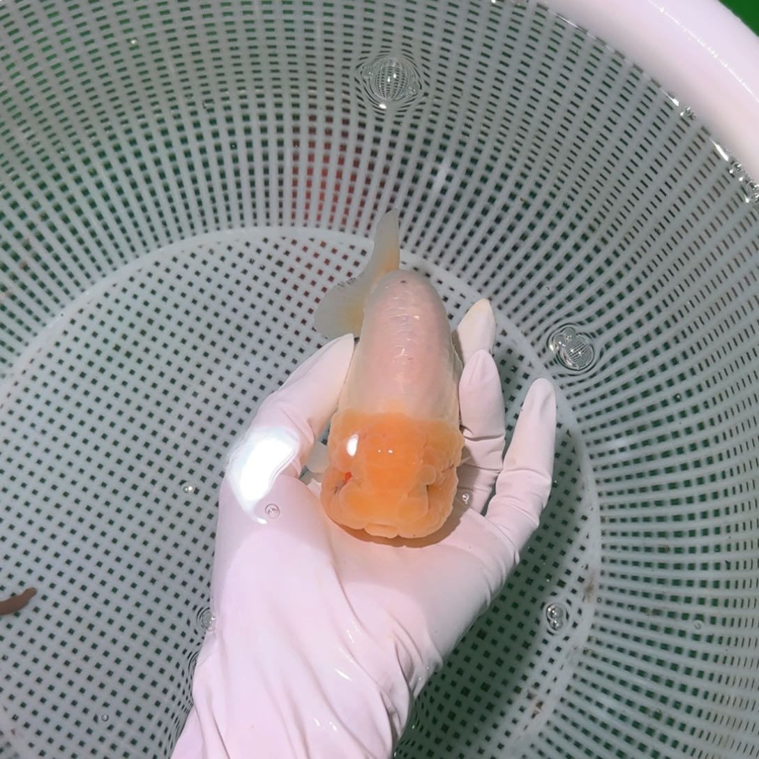 金鱼类不分公母10