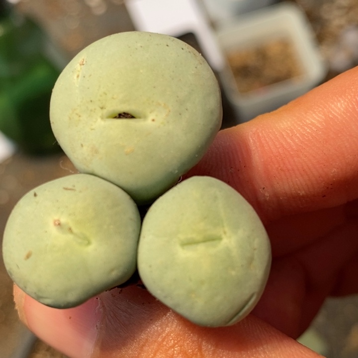 731大型小红嘴一群