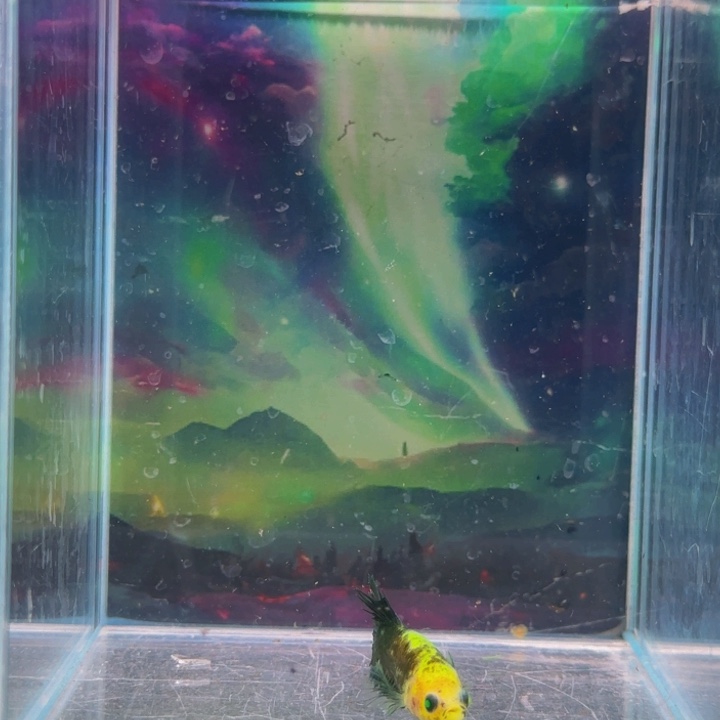 斗鱼我会有这么大勇气