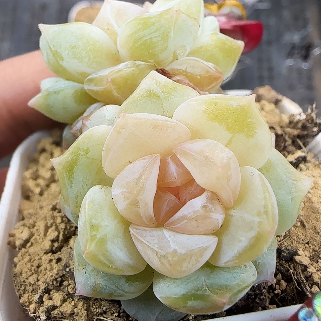 730号哈哈哈哈哈哈