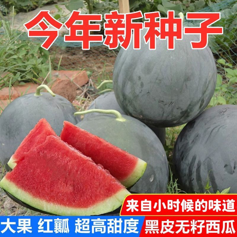 【黑皮西瓜种子】黑皮无籽西瓜种籽甜脆盆栽地栽菜园水果种子商品图