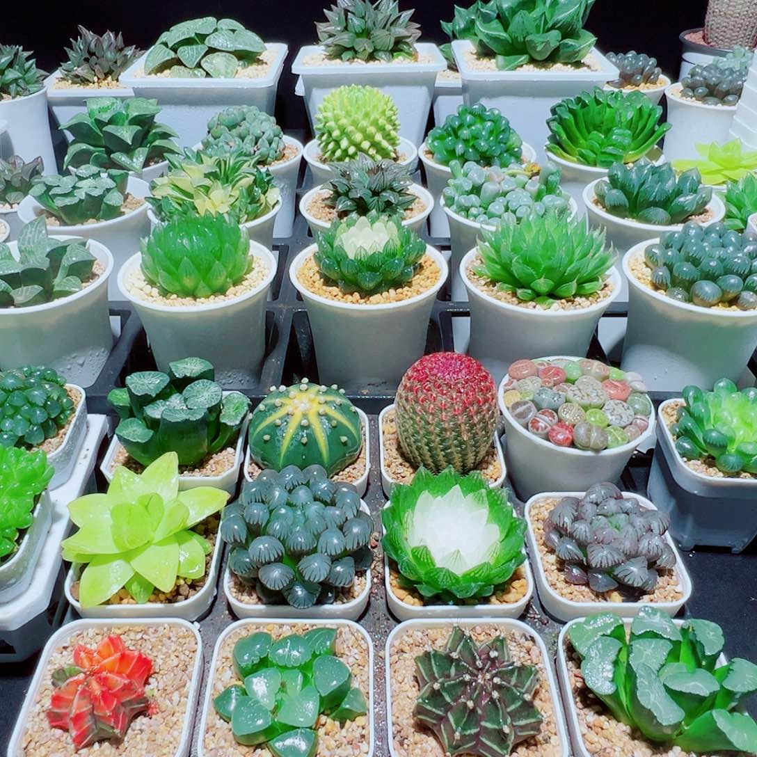 28颗白盆种好，330