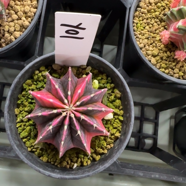 1-0209黑暗之眼多肉