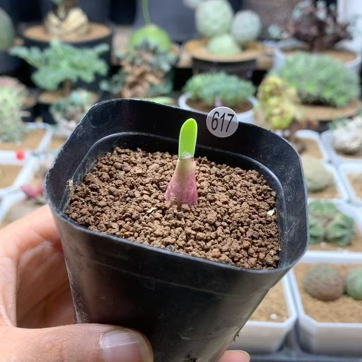 巨波叶血莲小苗带盆617